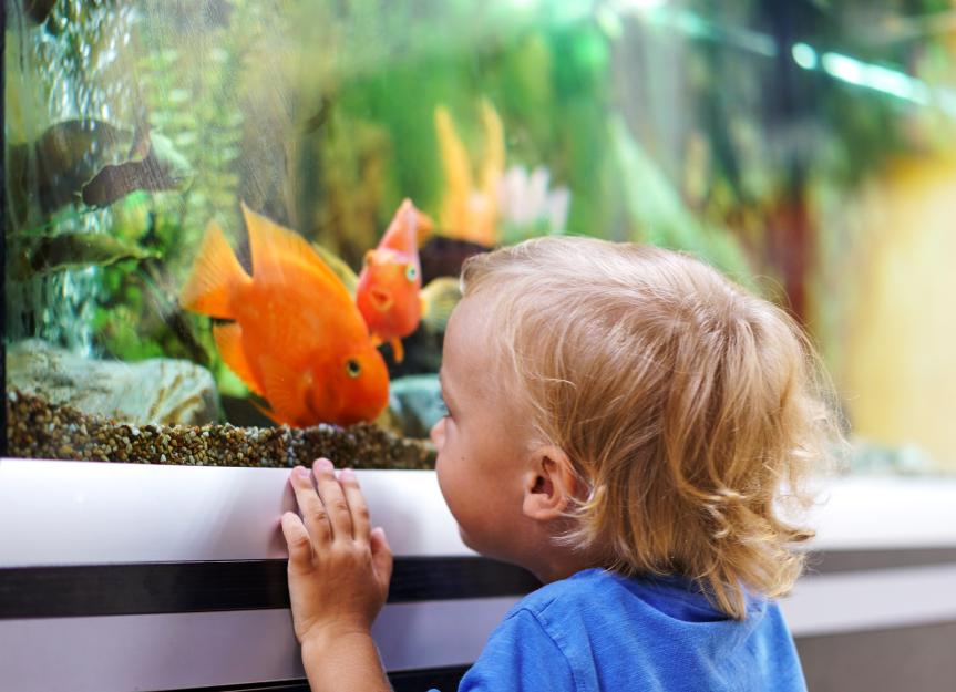 Best starter fish for sales kids